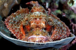 Banda Sea 2018 - DSC05810_rc - Tasseled scorpionfish - Poisson scorpion a houpe - Scorpaenopsis oxycephala